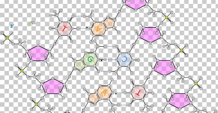 The Double Helix: A Personal Account Of The Discovery Of The Structure Of DNA Nucleotide Base Pair Hydrogen Bond PNG, Clipart, Adn, Angle, Area, Art, Biology Free PNG Download