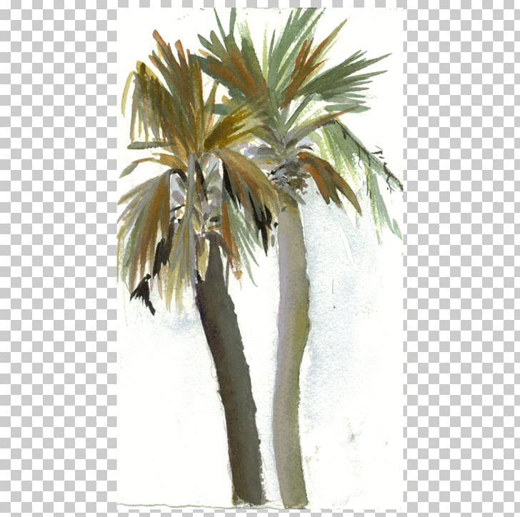 Asian Palmyra Palm Babassu Coconut Date Palm Arecaceae PNG, Clipart, Arecaceae, Arecales, Asian Palmyra Palm, Attalea, Attalea Speciosa Free PNG Download