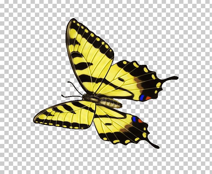 Butterfly Insect Gongbi PNG, Clipart, Arthropod, Brush Footed Butterfly, Butterfly, Color, Download Free PNG Download