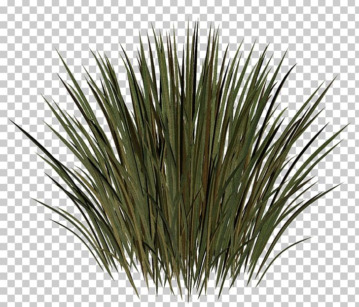 Grass Herbaceous Plant Meadow Lawn Kocaeli Province PNG, Clipart, 2017, Advertising, Commodity, February, Gender Free PNG Download