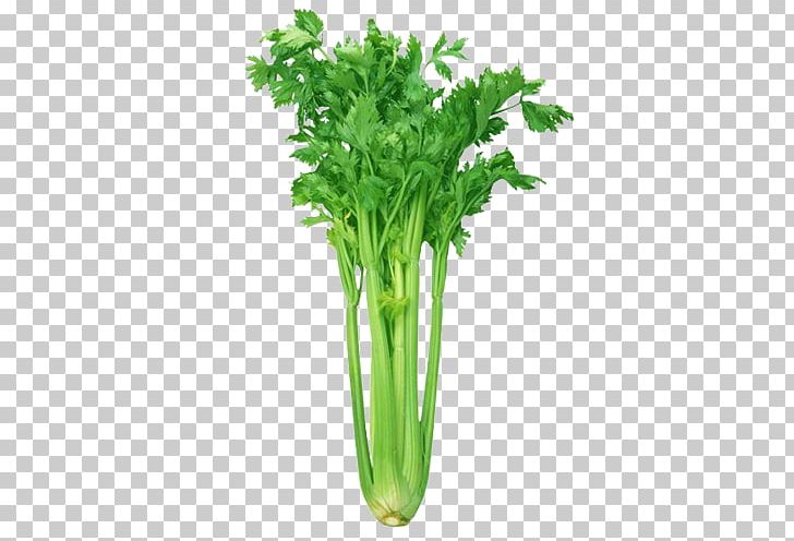 Celery Organic Food Vegetable Grocery Store PNG, Clipart, Apiaceae, Apium, Botanical Name, Carrot, Celery Free PNG Download