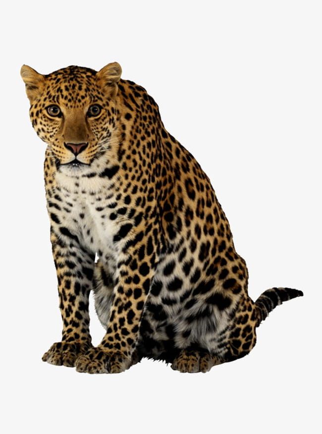 Cheetah PNG, Clipart, Animal, Biological, Cheetah, Cheetah Clipart, Image Clipart Free PNG Download