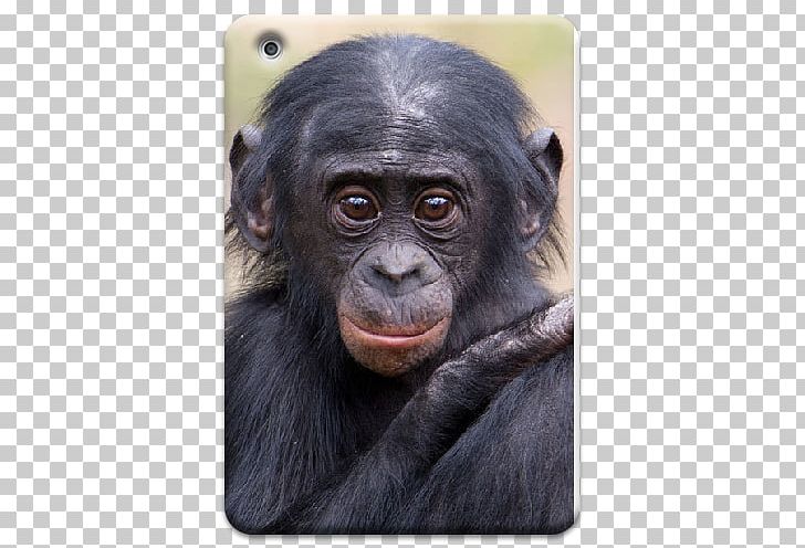 Common Chimpanzee Gorilla Apenheul Primate Park Monkey PNG, Clipart, Abc, Animals, Ape, Apenheul Primate Park, Apple Free PNG Download