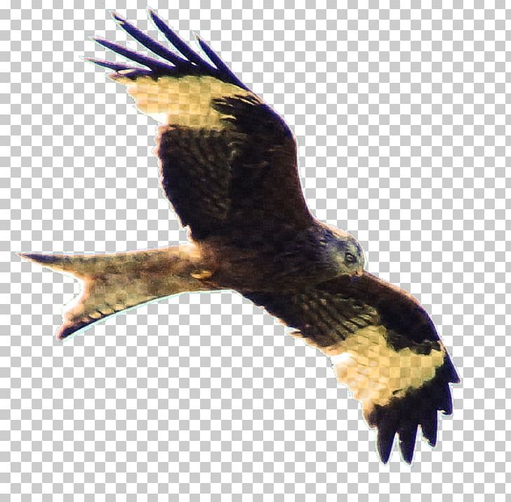 Eagle Buzzard Hawk Beak Falcon PNG, Clipart, Accipitriformes, Beak, Bird, Bird Of Prey, Buzzard Free PNG Download