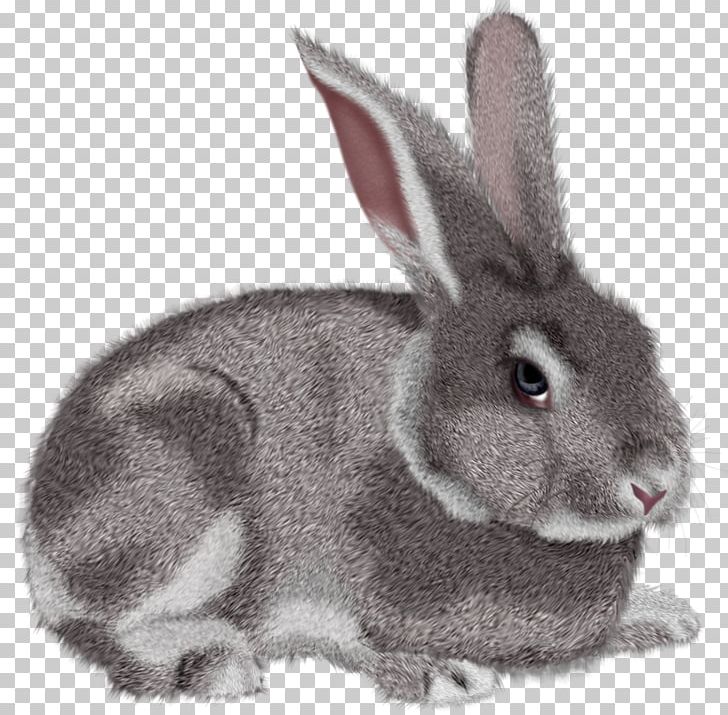 Hare Domestic Rabbit PNG, Clipart, Animals, Bunny, Cdr, Cottontail Rabbit, Domestic Rabbit Free PNG Download