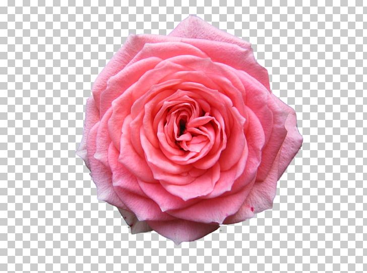 Rose Desktop Pink Free PNG, Clipart, Android Application Package, Artificial Flower, Computer Icons, Cut Flowers, Display Resolution Free PNG Download