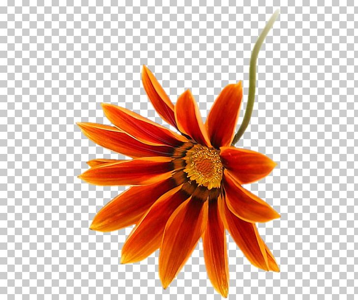 Transvaal Daisy Close-up PNG, Clipart, Cicekler, Closeup, Closeup, Daisy, Daisy Family Free PNG Download