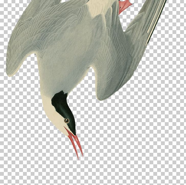 Water Bird White Stork Beak PNG, Clipart, Anatidae, Animals, Beak, Bird, Ciconiiformes Free PNG Download