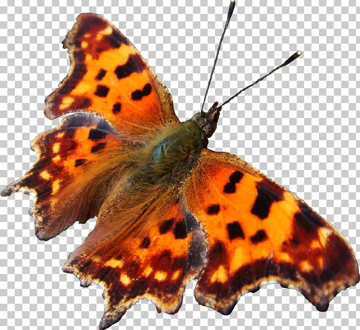 Brush-footed Butterflies Gossamer-winged Butterflies Art Moth Butterfly PNG, Clipart, Affiliate Network, Animal Kingdom, Art, Arthropod, Artist Free PNG Download