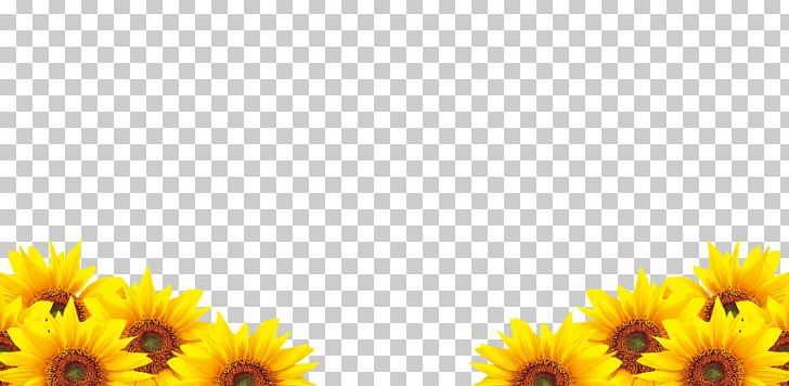Common Sunflower Petal PNG, Clipart, Computer, Computer Wallpaper, Dai, Daisy Family, Flower Free PNG Download