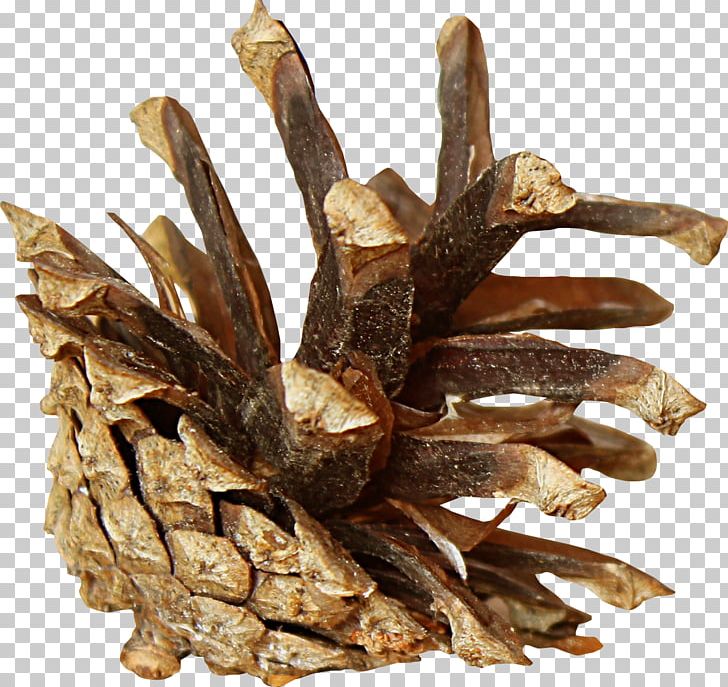 Conifer Cone Brown Pine Tree PNG, Clipart, Cone, Coneflower, Conifer Cone, Download, Encapsulated Postscript Free PNG Download