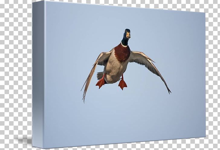 Mallard Goose Duck Art PNG, Clipart, Animal, Animals, Art, Beak, Bird Free PNG Download