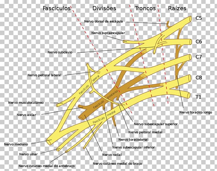 The Brachial Plexus Brachial Plexus Injury Spinal Cord PNG, Clipart, Angle, Area, Axilla, Brachialis Muscle, Brachial Plexus Free PNG Download