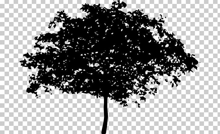 Tree Oak Branch PNG, Clipart, Black And White, Branch, Fruit Tree, Leaf, Monochrome Free PNG Download