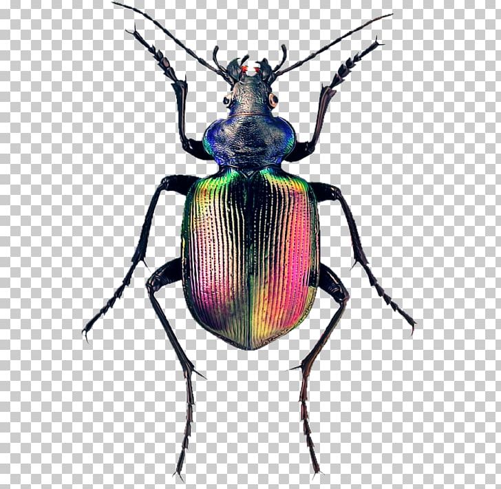 Weevil The Book Of Beetles: A Life-Size Guide To Six Hundred Of Nature's Gems Calosoma Sycophanta Fiery Searcher PNG, Clipart, Beetle, Book, Calosoma Sycophanta, Fiery Searcher, Gems Free PNG Download