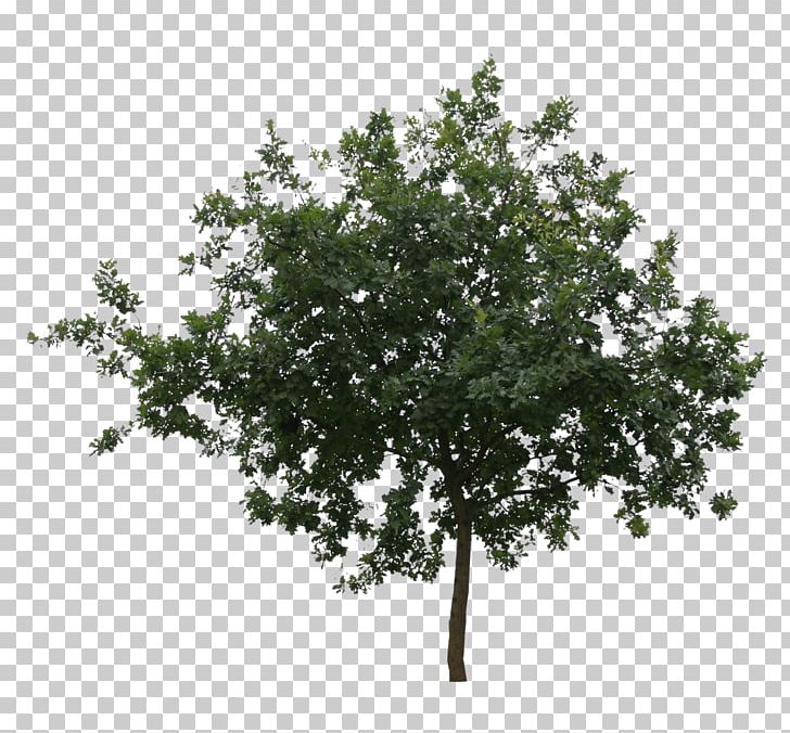Branch Oak Tree Leaf Shrub PNG, Clipart, Birch, Branch, Com, Cut, Cut Out Free PNG Download