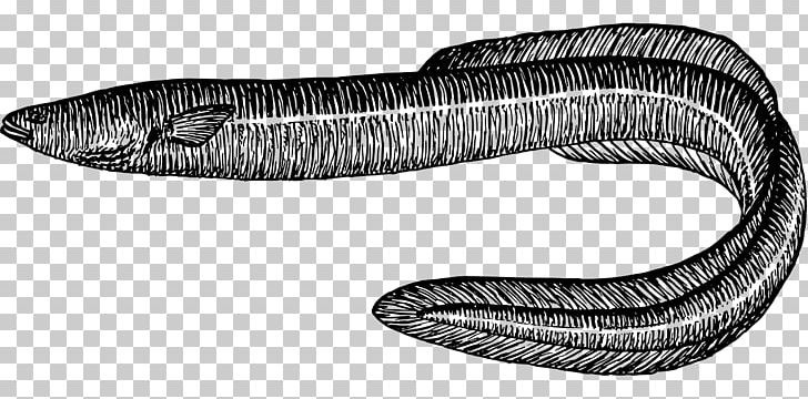 Conger Eel Moray Eel PNG, Clipart, Angle, Black And White, Conger Eel, Download, Drawing Free PNG Download