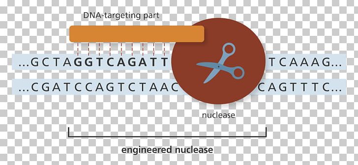 Genome Editing Genetics Nuclease DNA PNG, Clipart, Biology, Brand, Communication, Diagram, Dna Free PNG Download