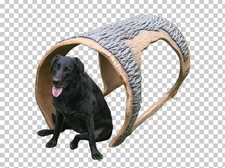 Labrador Retriever Flat-Coated Retriever Leash Dog Breed Dog Park PNG, Clipart, Coat, Collar, Dog, Dog Breed, Dog Collar Free PNG Download