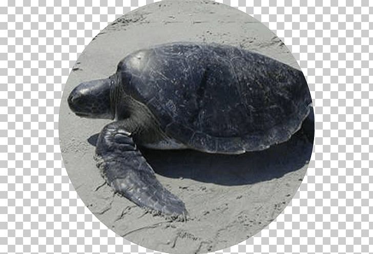 Leatherback Sea Turtle Olive Ridley Sea Turtle Tortoise PNG, Clipart,  Free PNG Download