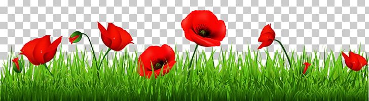 Poppy Flowers Common Poppy Armistice Day PNG, Clipart, Anzac Day, Armistice Day, Clip, Common Poppy, Computer Icons Free PNG Download