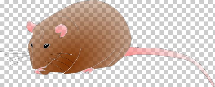 Rat Computer Desktop PNG, Clipart, Animal Figure, Animals, Carnivoran, Computer, Desktop Wallpaper Free PNG Download