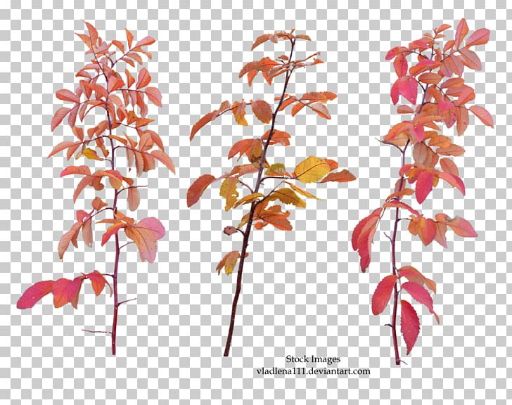Twig Leaf Branch Tree PNG, Clipart, Autumn, Autumn Branches, Branch, Common Ivy, Flora Free PNG Download