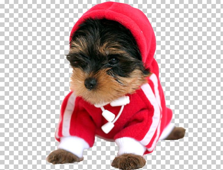 Yorkshire Terrier Morkie Dog Breed Cesky Terrier PNG, Clipart, Carnivoran, Cesky Terrier, Clothing, Companion Dog, Costume Free PNG Download