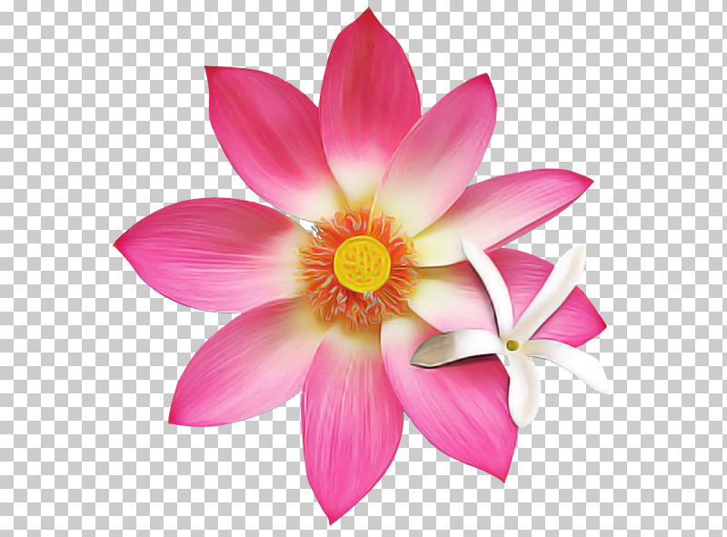 Nymphaea Nelumbo Annual Plant Dahlia Pink M Plants PNG, Clipart, Annual Plant, Biology, Closeup, Dahlia, Lotusm Free PNG Download