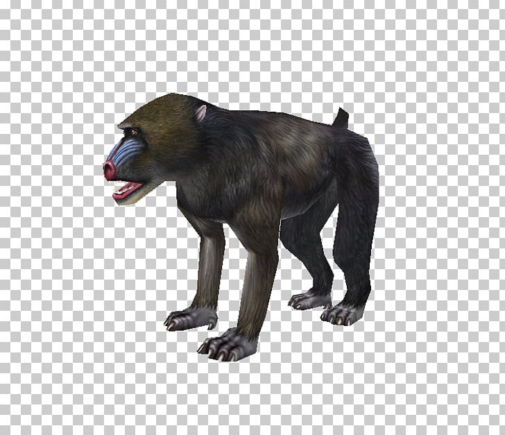 Cercopithecidae Old World Fur Wildlife Monkey PNG, Clipart, Animal, Animals, Cercopithecidae, Fauna, Fur Free PNG Download