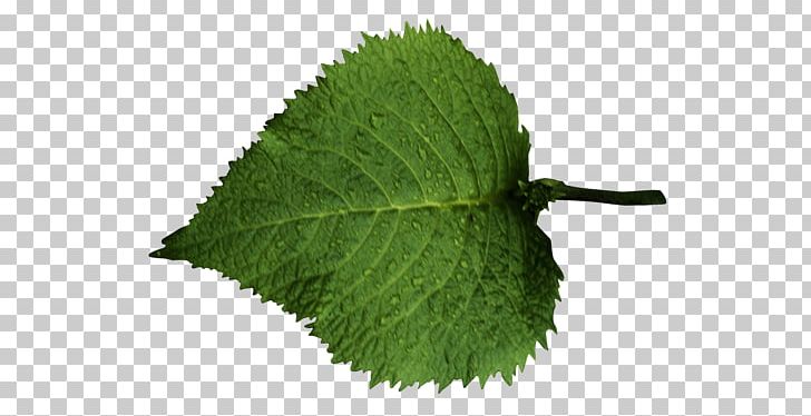 Leaf Tree PNG, Clipart, Beeswax, Birch, Computer Graphics, Herb, Herbalism Free PNG Download