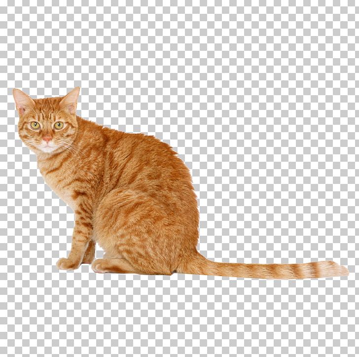 Scottish Fold Snowshoe Cat Persian Cat Kitten Dog PNG, Clipart, American, American Wirehair, Animals, Black Cat, California Spangled Free PNG Download