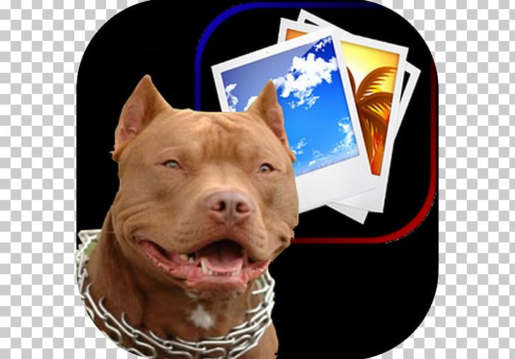 American Pit Bull Terrier Puppy PNG, Clipart, Agora, American Pit Bull Terrier, Animals, Animation, App Free PNG Download
