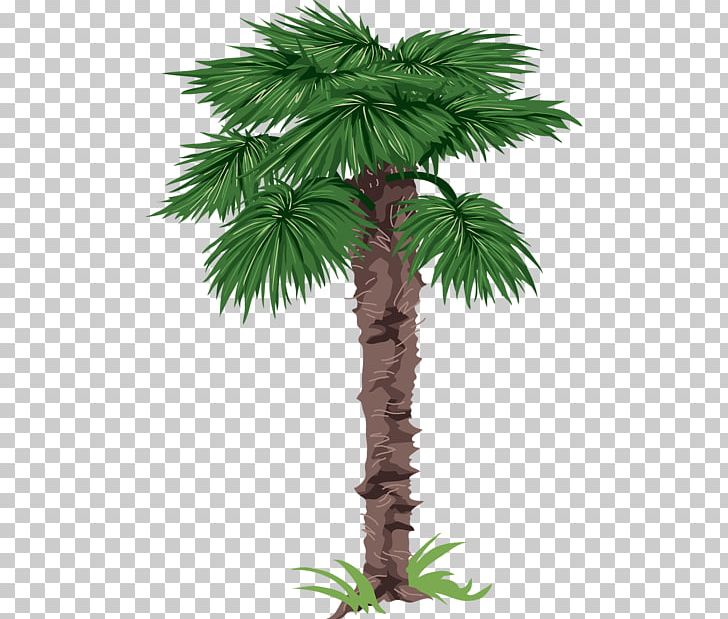 Arecaceae Tree Drawing PNG, Clipart, Arecaceae, Arecales, Areca Nut, Asian Palmyra Palm, Borassus Flabellifer Free PNG Download