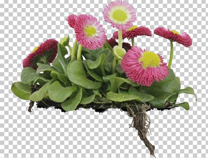 Floral Design Cut Flowers Chrysanthemum Flower Bouquet PNG, Clipart, Annual Plant, Chrysanthemum, Chrysanths, Cut Flowers, Daisy Free PNG Download