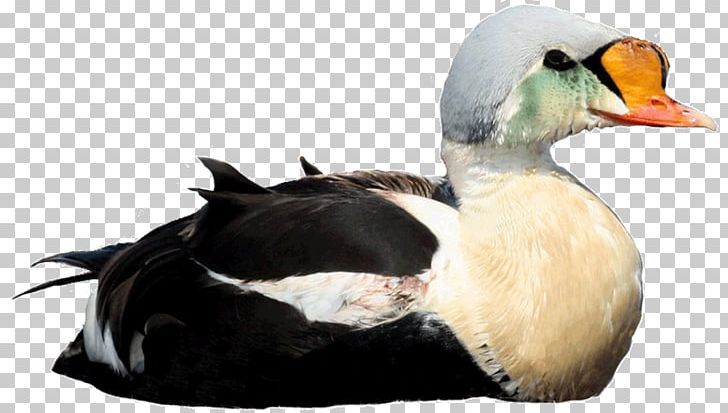 Mallard Diving Duck Bird Waterfowl PNG, Clipart, Anas, Beak, Bird, Blackbellied Whistling Duck, Diving Duck Free PNG Download