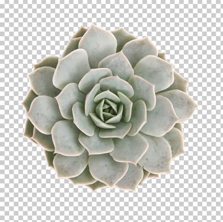 Succulent Plant Echeveria Elegans Rosette IPhone Mobile Phone Accessories PNG, Clipart, Echeveria, Echeveria Derenbergii, Echeveria Elegans, Electronics, Flower Free PNG Download