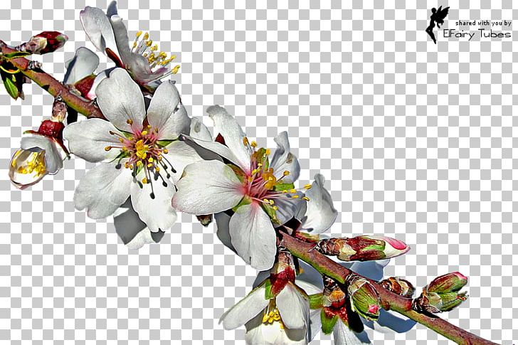 Almond Blossoms Twig PNG, Clipart, Almond, Almond Blossoms, Arecaceae, Blossom, Branch Free PNG Download