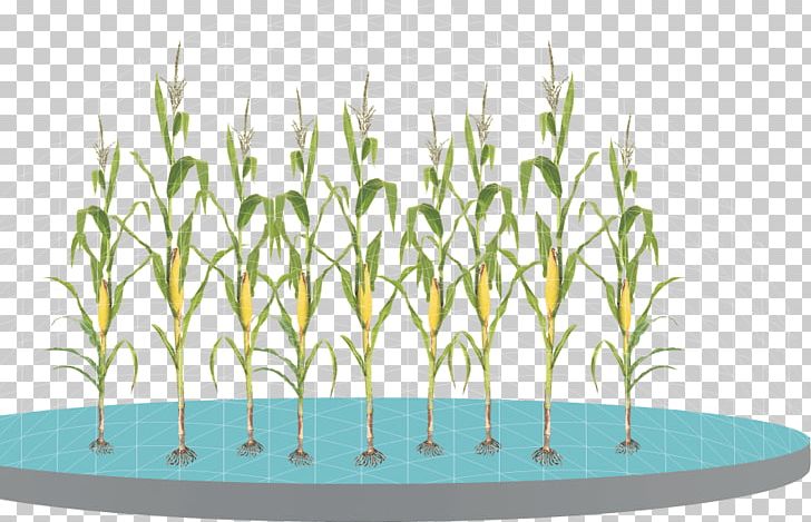 Maize Grasses Helicoverpa Zea Plant Science PNG, Clipart, Aquarium Decor, Cotton, Crop, Digital Media, Flowerpot Free PNG Download