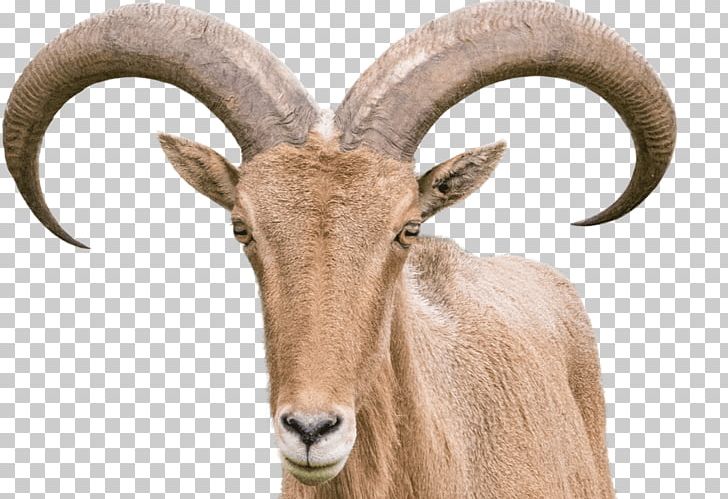 Sheep–goat Hybrid Barbary Sheep Horn PNG, Clipart, 2019 Ram 1500 Big Hornlone Star, Animal, Animals, Aquarium, Barbary Free PNG Download