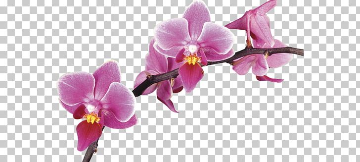 Stock Photography PNG, Clipart, Bokeh, Can Stock Photo, Cattleya, Cattleya Labiata, Dendrobium Free PNG Download