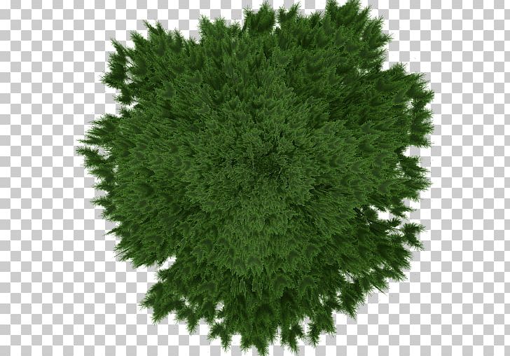 Spruce Subshrub Evergreen Leaf PNG, Clipart, Conifer, Evergreen, Grass, Herb, Leaf Free PNG Download