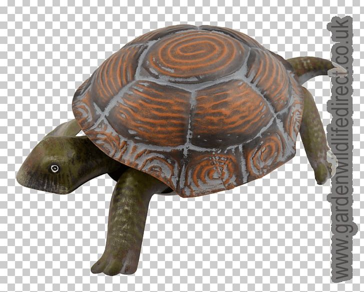 Box Turtles Tortoise Terrestrial Animal PNG, Clipart, Animal, Box Turtle, Box Turtles, Emydidae, Hand Painted Chicken Free PNG Download