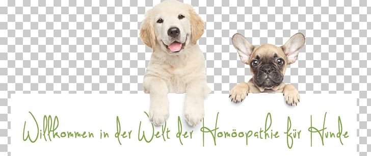 Golden Retriever Labrador Retriever Puppy Dog Breed Companion Dog PNG, Clipart, Animals, Animal Shelter, Carnivoran, Cat, Collar Free PNG Download