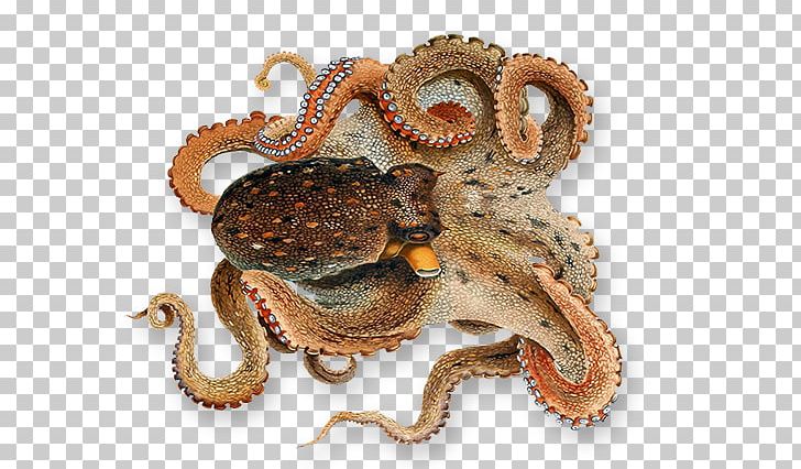Octopus Squid PNG, Clipart, Cephalopod, Clip Art, Common Octopus, Computer Icons, Data Free PNG Download