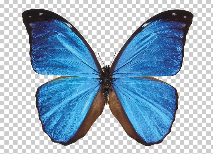 Butterfly Morpho Menelaus Morpho Didius Morpho Peleides Neotropical Realm PNG, Clipart, Azure, Biological Pigment, Blue, Blue Butterfly, Brush Footed Butterfly Free PNG Download