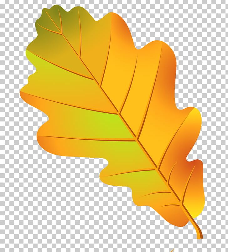 Oak Leaf Cluster Tree Acorn PNG, Clipart, Acorn, Birch, Drawing, Flowering Plant, Kak Narisovat Free PNG Download