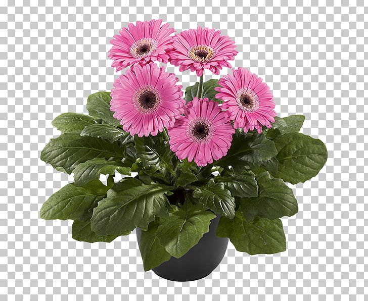 Transvaal Daisy Cut Flowers Floristry Chrysanthemum PNG, Clipart, Annual Plant, Chrysanthemum, Chrysanths, Cut Flowers, Daisy Free PNG Download