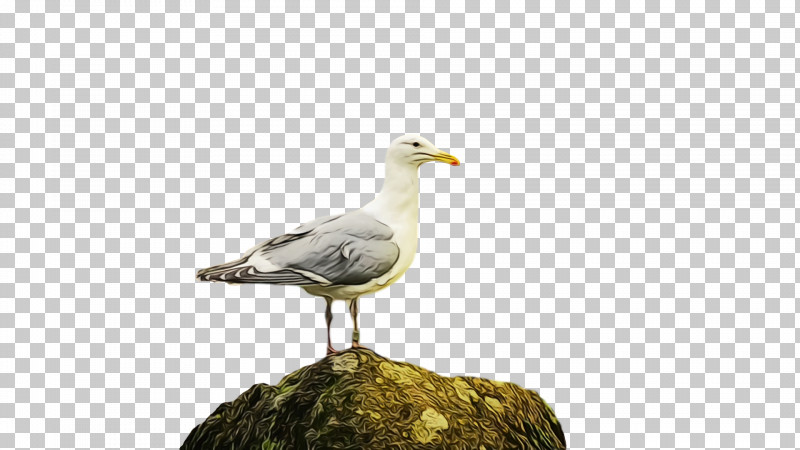 Feather PNG, Clipart, American Herring Gull, Beak, Biology, Birds, Europe Free PNG Download