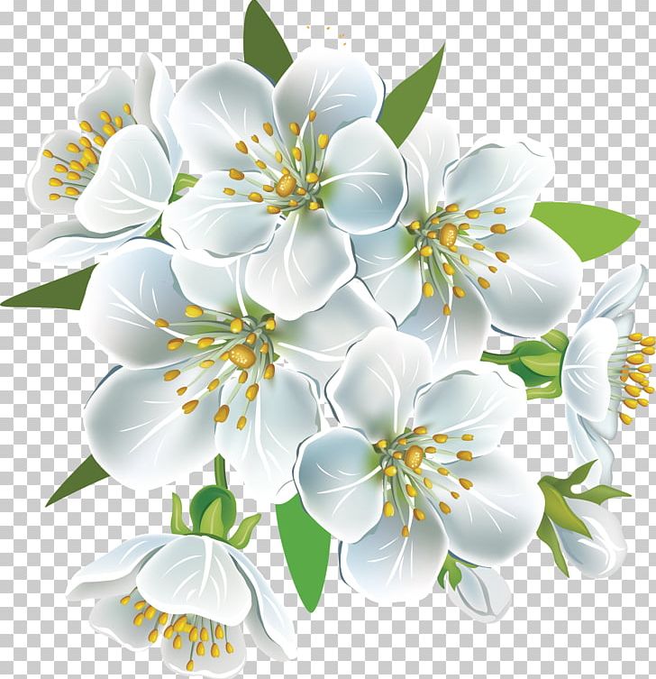 National Cherry Blossom Festival Flower Petal PNG, Clipart, Branch, Cerasus, Cherry, Cherry Blossom, Cherry Blossoms Free PNG Download